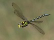 Aeshna cyanea male turning-